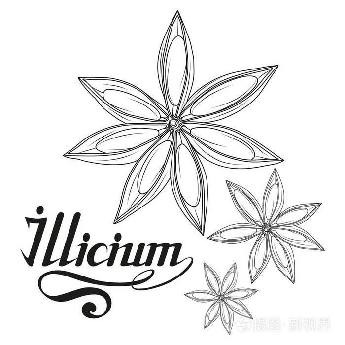 手绘八角, 辛辣成分, 八角标志, 健康有机食品, 香料八角查出的白色