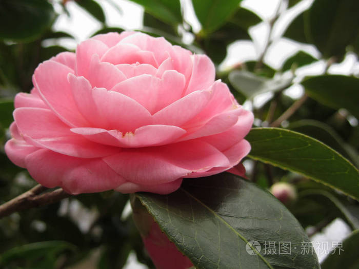 粉色山茶花粳稻乙女椿被称为古代日本优良品种