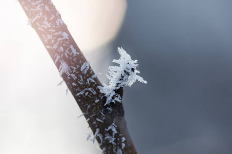 冷冻树枝。冬霜插画
