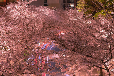 六本木 Sakurazaka, 东京, 日本2018年3月26日 樱花在六本木 Sakurazaka, 东京, 日本