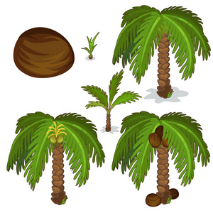 种植和培养的椰子树。矢量