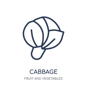 卷心菜图标。卷心菜线性符号设计从水果和蔬菜收集。简单的大纲元素向量例证在白色背景
