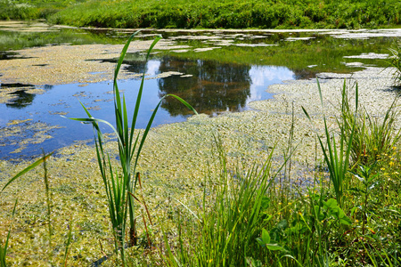 温暖美丽的夏季风景与湖泊和草地。绿意盎然蓝天背景的池塘