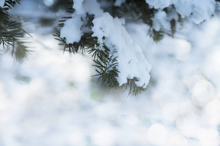 模糊的冬天背景, 冷杉分枝与雪