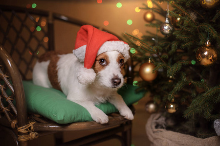 快乐新的一年，圣诞节，杰克罗素梗犬。节日和庆祝活动