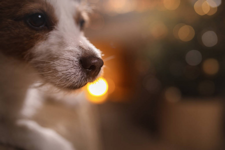 快乐新的一年，圣诞节，杰克罗素梗犬。节日和庆祝活动