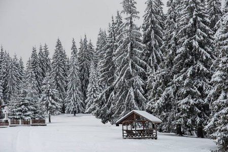 冬季乡村景观雪覆盖的树木和丘陵