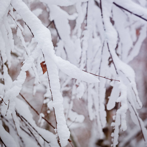 在冷的天雪下的分支树的冬季背景