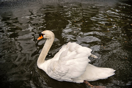 天鹅鸟以白羽和喙在湖里游泳