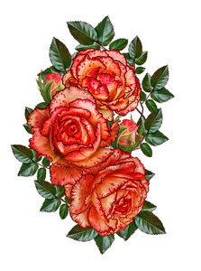 花组成。玫瑰的分支。美丽的橙色披露玫瑰 芽 叶。白色背景上孤立