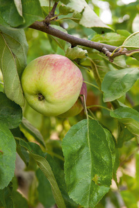 吊在一根树枝，在苹果的闪亮美味苹果或