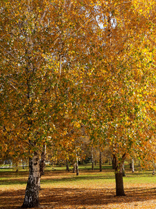 五颜六色明亮的秋天城市公园。树叶落在地上。秋天的森林风景与温暖的颜色和小径覆盖着树叶, 进入现场。一条穿过树林的小路展示了惊人的