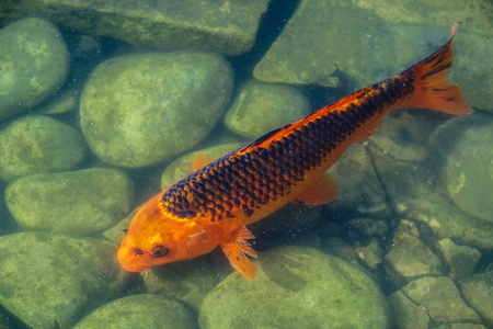 日本 Koifish 鲤鱼在鲤鱼池塘, Koicarp 在水湖