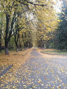 秋季景观道路, 公园, 胡同和黄叶