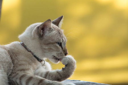 特写只灰色的猫清洁身体。这只灰色的猫舔