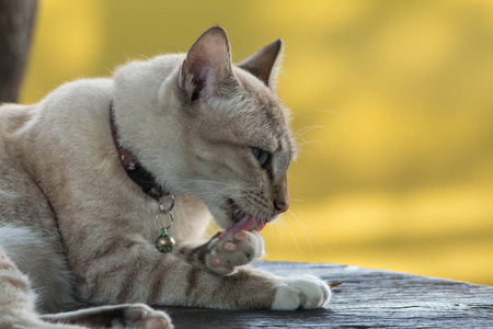 特写只灰色的猫清洁身体。这只灰色的猫舔