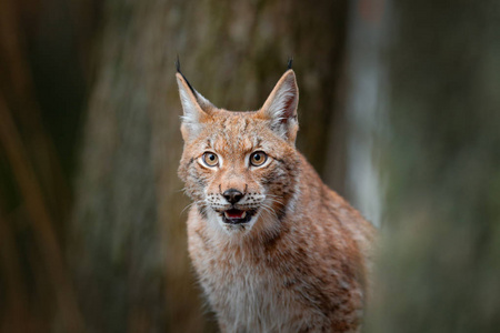 野生猫猞猁在森林里