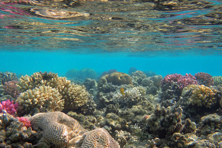 色彩自然的埃及珊瑚礁