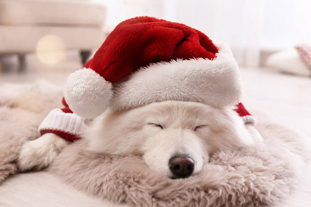 可爱的狗在温暖的毛衣和圣诞帽子在地板上在家里