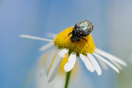 大甲虫从洋甘菊花中采集花粉