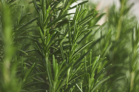 小细节迷迭香植物 在厨房作为和蔼可亲的香料使用的植物