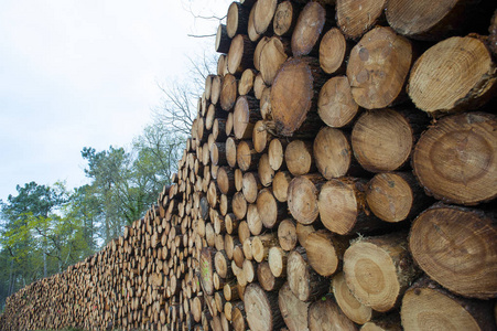 松树原木在森林, 柴火作为可再生能源