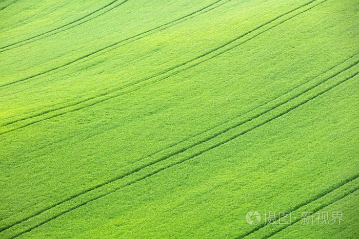 绿油油的麦田,在捷克共和国