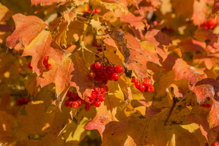 秋天的一个五颜六色的背景图像, 秋天的树叶是季节性使用的理想背景, 作为一个日历, 明信片。在阳光明媚的日子里, 秋天的景色中有