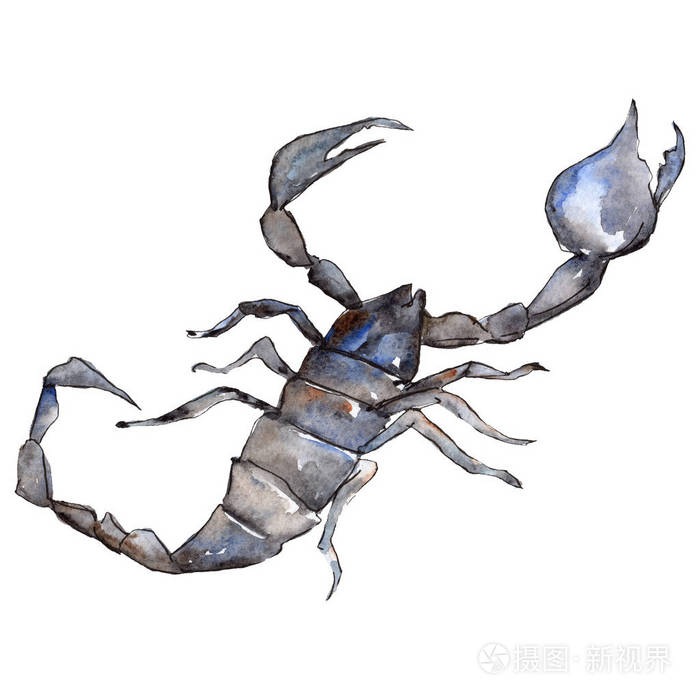 异国情调的蝎子野生昆虫在水彩画风格中被隔离.背景插图集