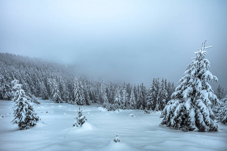 美丽的冬季景观, 雪覆盖云杉森林