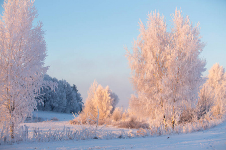 冬季的风景与树木在霜冻。阳光明媚的冬日早晨。明亮的圣诞节