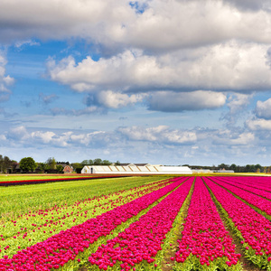 绽放的郁金香花朵在 Nethrlands 中的字段。温室种植在荷兰的郁金香