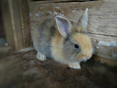 棕色小兔子在农场, 泰国 phrae
