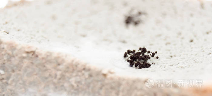 根瘤菌 (面包霉菌) 是一种常见的腐生真菌属, 在