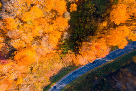 孤独的道路穿过橙色的秋林。金秋之路