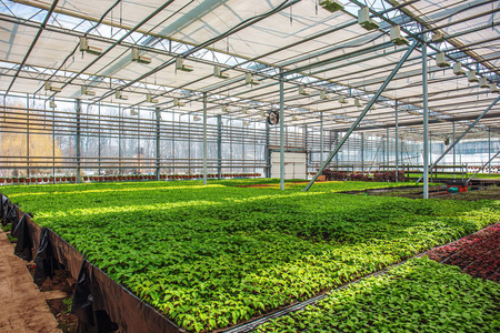 现代水培温室或温室中的有机观赏植物与花卉气候控制系统