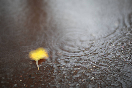 白天公园里的秋天背景雨