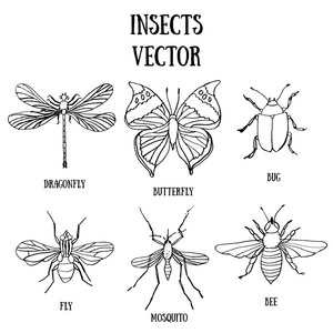 白色背景上孤立的媒介昆虫 蝴蝶 蜻蜓 苍蝇 bug 蜜蜂和蚊子 一套