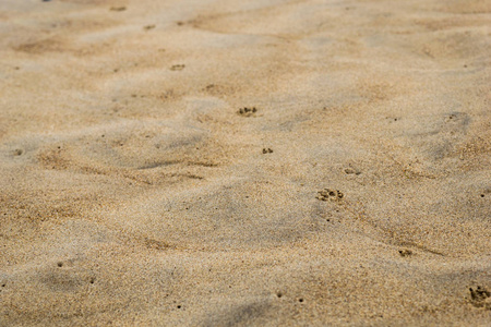 沙滩上狗的脚印