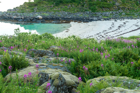 在挪威洛福顿的沙滩上, 开花的草本植物和覆盖着苔藓的石头