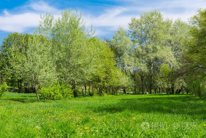 绿色的景观与开花的草甸和春天小树林