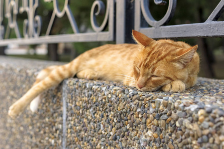 红街猫在外面睡觉
