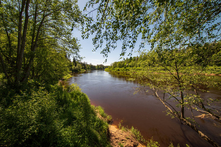 在拉脱维亚塞西斯附近的森林中, 夏季在明亮的绿色树叶中, 在水中的树木反射的平静河流。高亚河在晚上太阳与砂岩峭壁