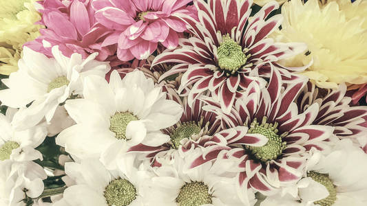 五颜六色的菊花花束, 特写, 背景