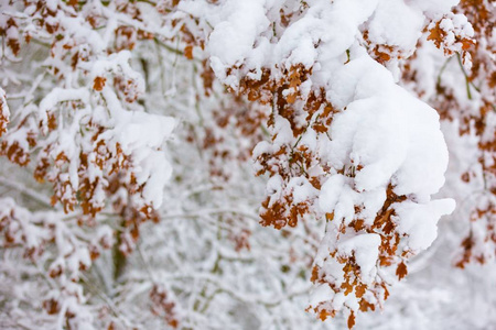 美丽的冬树树枝与大量的雪