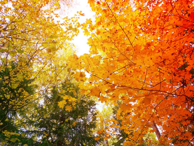 秋天森林风景在一个阳光明媚的天与枫叶背景