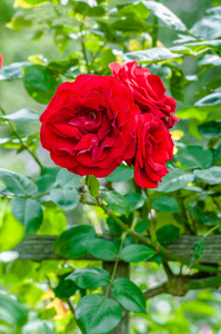 血红色玫瑰在园林植物栽培园艺束鲜花
