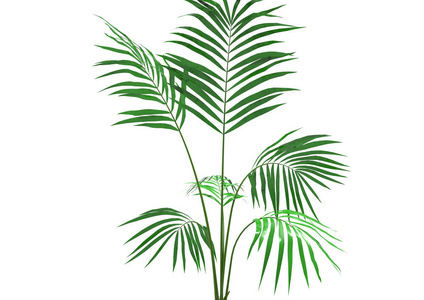 椰子棕榈树叶子在白色背景下被隔绝