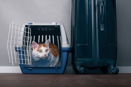 可爱的虎猫坐在一个手提箱旁边的旅行箱, 焦急地侧身看着