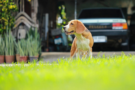 自然的绿色背景上的小猎犬狗的品种